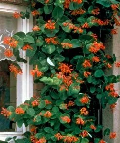 Brighter Blooms Scarlet Honeysuckle Vine