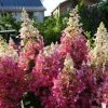 Brighter Blooms Shrubs & Hedges Candelabra™ Hydrangea Shrub