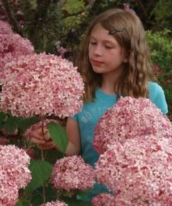 Brighter Blooms Invincibelle Spirit Hydrangea Shrub Shrubs & Hedges