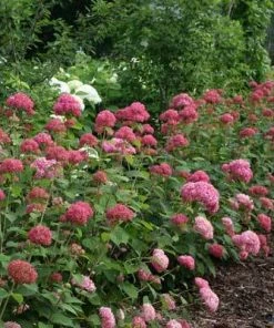 Brighter Blooms Invincibelle Spirit Hydrangea Shrub Shrubs & Hedges 8 Brighter Blooms Invincibelle Spirit Hydrangea Shrub Shrubs & Hedges