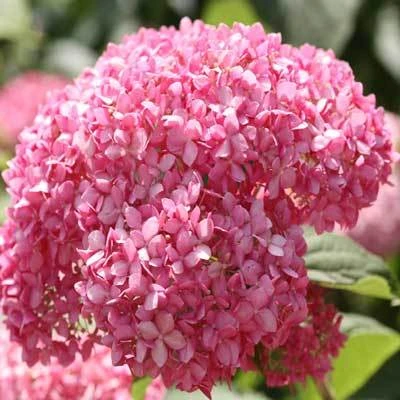 Brighter Blooms Invincibelle Spirit Hydrangea Shrub Shrubs & Hedges 5 Brighter Blooms Invincibelle Spirit Hydrangea Shrub Shrubs & Hedges