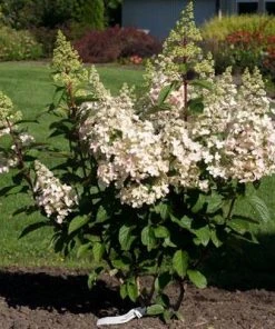 Brighter Blooms Shrubs & Hedges Candelabra™ Hydrangea Shrub 7 Brighter Blooms Shrubs & Hedges Candelabra™ Hydrangea Shrub