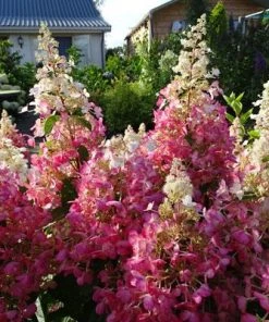 BrighterBlooms Sales 27 NO WARRANTY Candelabra™ Hydrangea Shrub