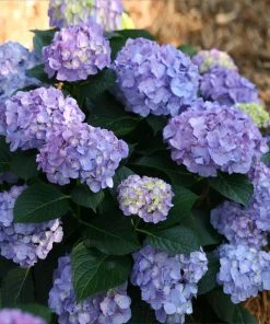 BrighterBlooms Sales 23 NO WARRANTY Let's Dance Blue Jangles Hydrangea Shrub