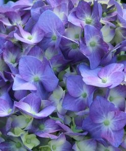 Brighter Blooms Let's Dance® Blue Jangles Hydrangea Shrub Shrubs & Hedges 7 Brighter Blooms Let's Dance® Blue Jangles Hydrangea Shrub Shrubs & Hedges
