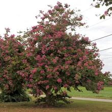 Brighter Blooms Flowering Trees Hong Kong Orchid Tree