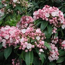 Brighter Blooms Shrubs & Hedges Olympic Fire Mountain Laurel Shrub