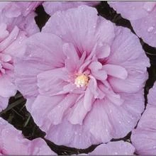 Brighter Blooms Lavender Rose Of Sharon Althea Shrub