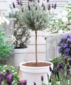Brighter Blooms Flowering Trees Lavender Standard Topiary Tree
