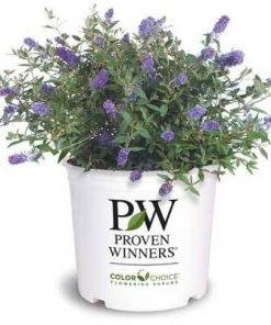 Brighter Blooms Lo And Behold Bluechip Butterfly Bush SHOP ALL