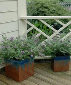 Brighter Blooms Lo And Behold Bluechip Butterfly Bush SHOP ALL