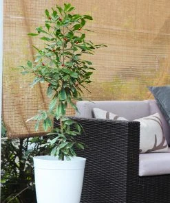 Brighter Blooms Fruit Trees Miracle Berry Plant