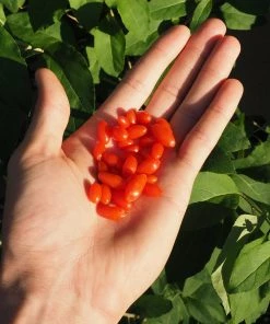 Brighter Blooms Fruit Trees Miracle Berry Plant