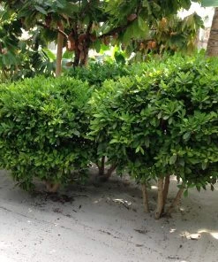 Brighter Blooms Fruit Trees Miracle Berry Plant