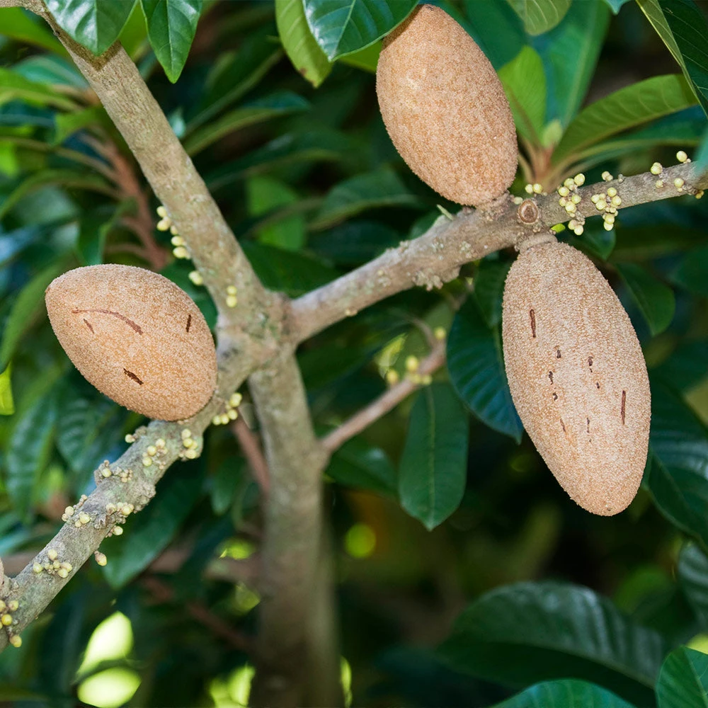 Brighter Blooms Fruit Trees Mamey Fruit Tree (Sapote) 2 Brighter Blooms Fruit Trees Mamey Fruit Tree (Sapote)