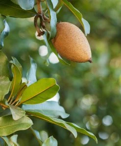 Brighter Blooms Fruit Trees Mamey Fruit Tree (Sapote) 9 Brighter Blooms Fruit Trees Mamey Fruit Tree (Sapote)