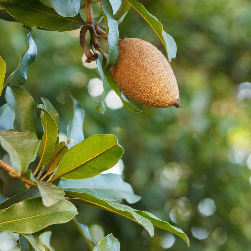 Brighter Blooms Fruit Trees Mamey Fruit Tree (Sapote) 5 Brighter Blooms Fruit Trees Mamey Fruit Tree (Sapote)