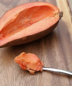 Brighter Blooms Fruit Trees Mamey Fruit Tree (Sapote) 7 Brighter Blooms Fruit Trees Mamey Fruit Tree (Sapote)