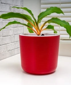 Brighter Blooms Rare House Plant Kit House & Patio