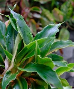 Brighter Blooms SHOP ALL Mandarin Plant