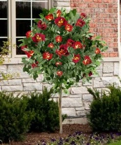 Brighter Blooms Ketchup & Mustard Standard Rose Tree