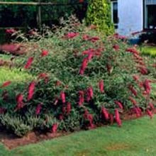 Brighter Blooms Nanho Purple Butterfly Bush Shrubs & Hedges