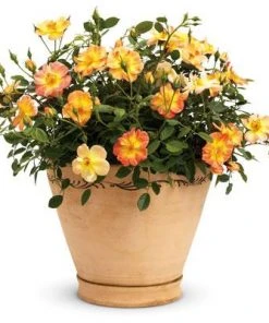 Brighter Blooms Oso Easy'® Hot Paprika Rose Roses