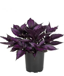 No Warranty Persian Shield