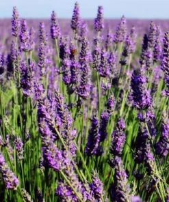 Brighter Blooms Phenomenal Lavender Plant 7 Brighter Blooms Phenomenal Lavender Plant