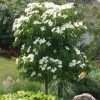 Brighter Blooms Little Poncho Kousa Dogwood Tree Dogwood Trees