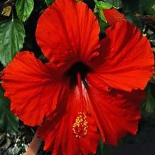Brighter Blooms President's Red Hibiscus Shrub SHOP ALL
