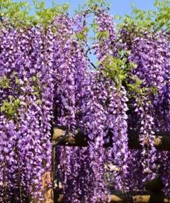 Brighter Blooms SHOP ALL Purple Wisteria Vine