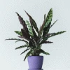Brighter Blooms SHOP ALL Rattlesnake Plant