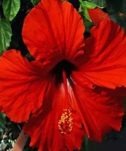 Brighter Blooms President's Red Hibiscus Shrub SHOP ALL