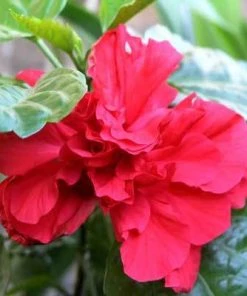 Brighter Blooms Red Rose Of Sharon Althea Shrub
