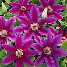 Brighter Blooms Fireworks Clematis Vine