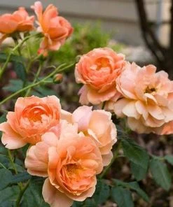 Brighter Blooms At Last® Rose