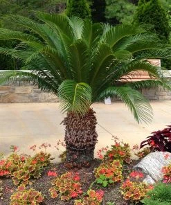 Brighter Blooms Sago Palm Tree Palm Trees