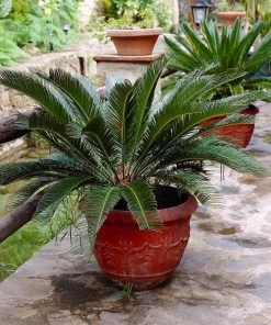 Brighter Blooms Sago Palm Tree Palm Trees