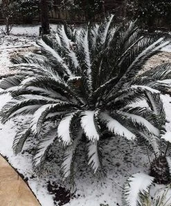 Brighter Blooms Sago Palm Tree Palm Trees