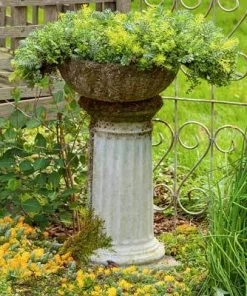 Brighter Blooms Sedum Tile SHOP ALL