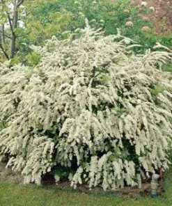 Brighter Blooms Shrubs & Hedges Vanhoutte Spirea Shrub