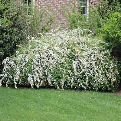 Brighter Blooms Shrubs & Hedges Vanhoutte Spirea Shrub 5 Brighter Blooms Shrubs & Hedges Vanhoutte Spirea Shrub
