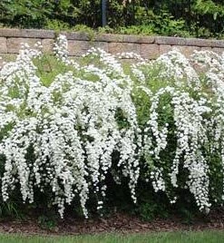 Brighter Blooms Shrubs & Hedges Vanhoutte Spirea Shrub 12 Brighter Blooms Shrubs & Hedges Vanhoutte Spirea Shrub