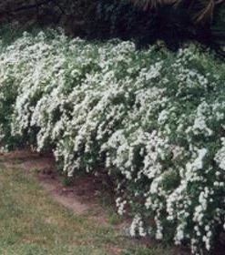 Brighter Blooms Shrubs & Hedges Vanhoutte Spirea Shrub 9 Brighter Blooms Shrubs & Hedges Vanhoutte Spirea Shrub