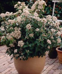 Brighter Blooms Spring Bouquet Viburnum Shrubs & Hedges 5 Brighter Blooms Spring Bouquet Viburnum Shrubs & Hedges