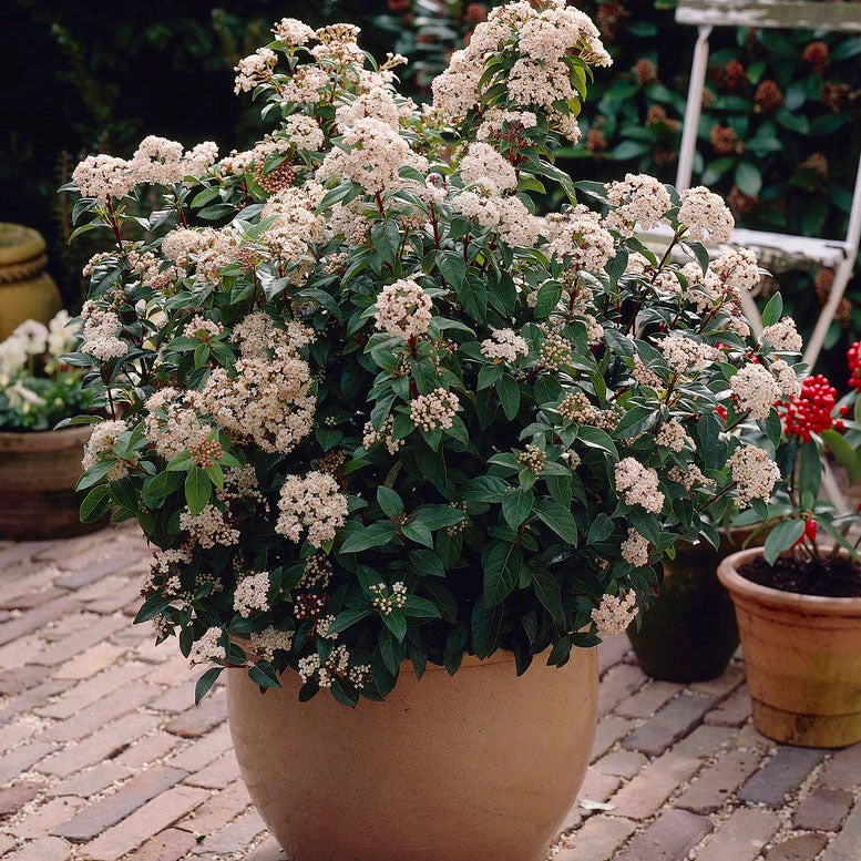Brighter Blooms Spring Bouquet Viburnum Shrubs & Hedges 3 Brighter Blooms Spring Bouquet Viburnum Shrubs & Hedges
