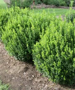 Brighter Blooms Sprinter® Boxwood Shrub 7 Brighter Blooms Sprinter® Boxwood Shrub