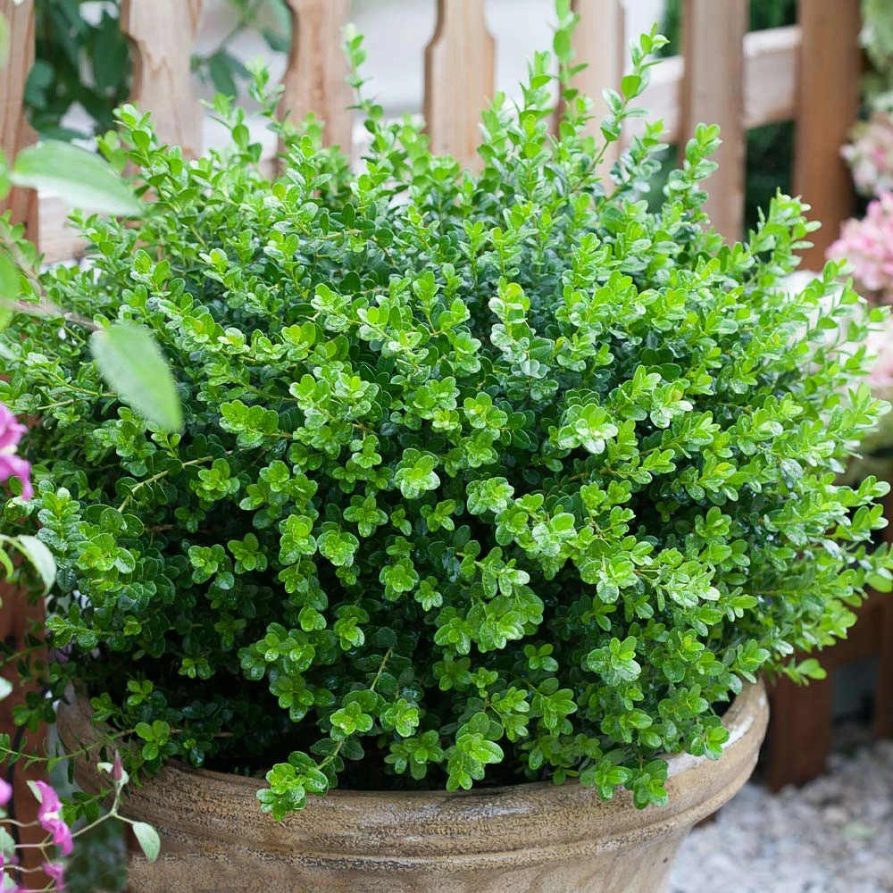 Brighter Blooms Sprinter® Boxwood Shrub 4 Brighter Blooms Sprinter® Boxwood Shrub