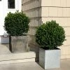 Brighter Blooms Sprinter® Boxwood Shrub